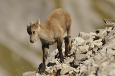 Die Tierwelt der Berge: Alpensteinbock (Foto: H.Werth/LBV)